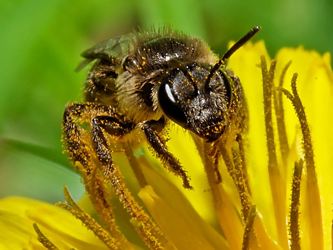 Las abejas reconocen la disposición de los rostros humanos 
