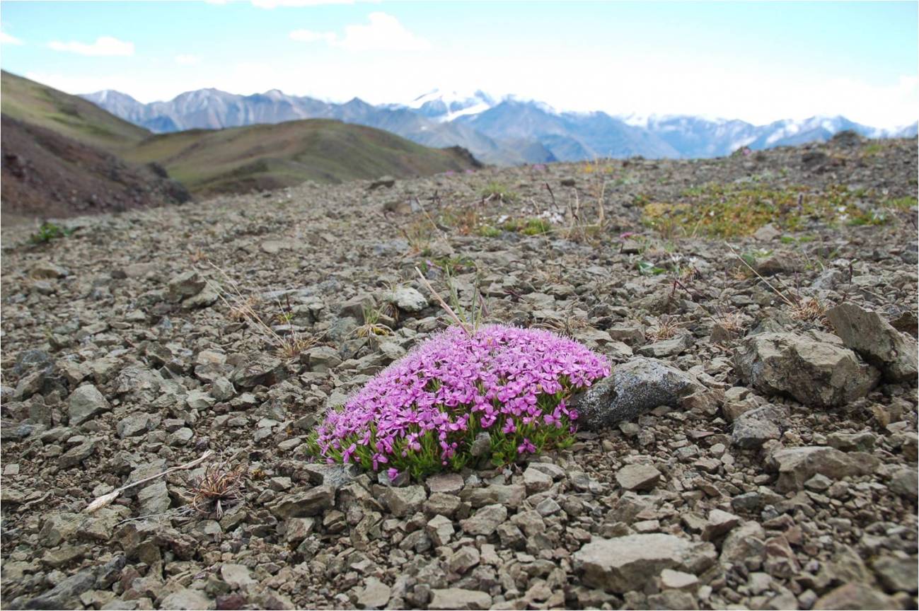 Las plantas no resistirán al cambio climático
