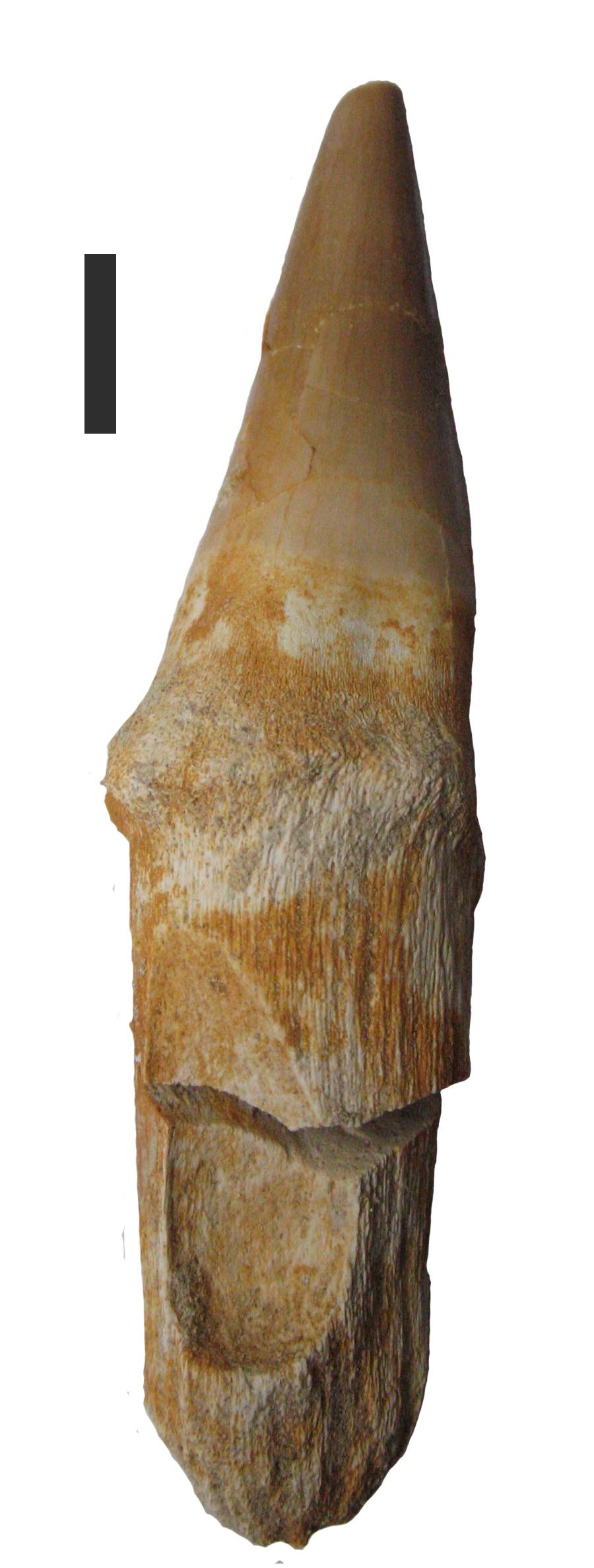 Diente de reptil Prognathodon. 