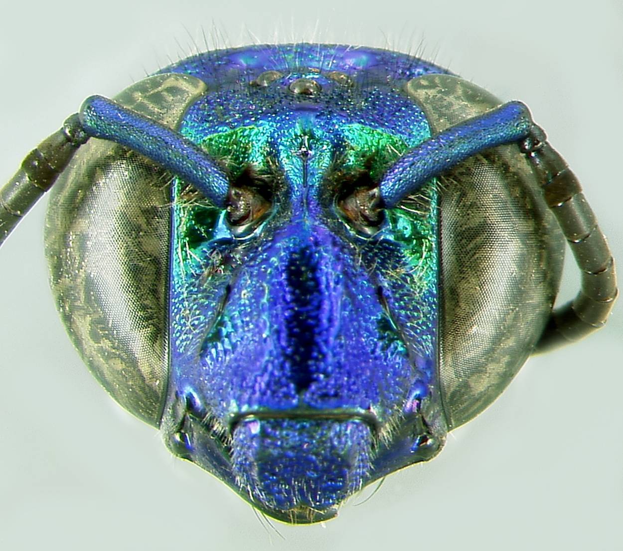 Abeja tropical (Exaerete frontalis).