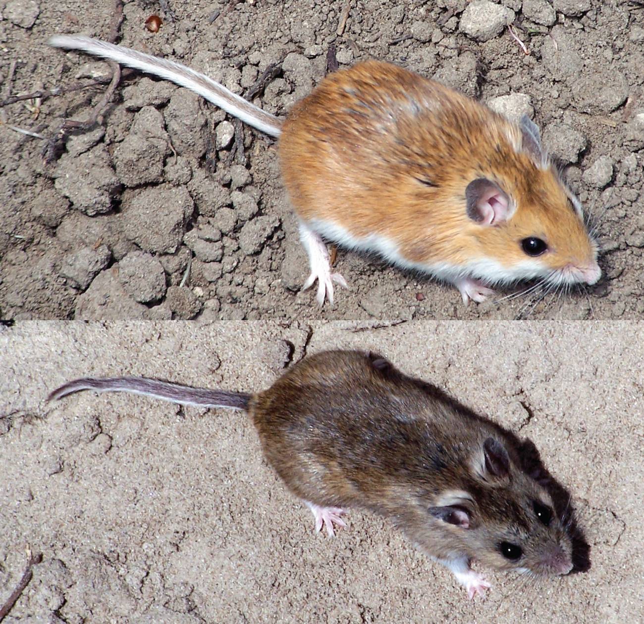 Ratones que adaptan el color de su pelaje al entorno