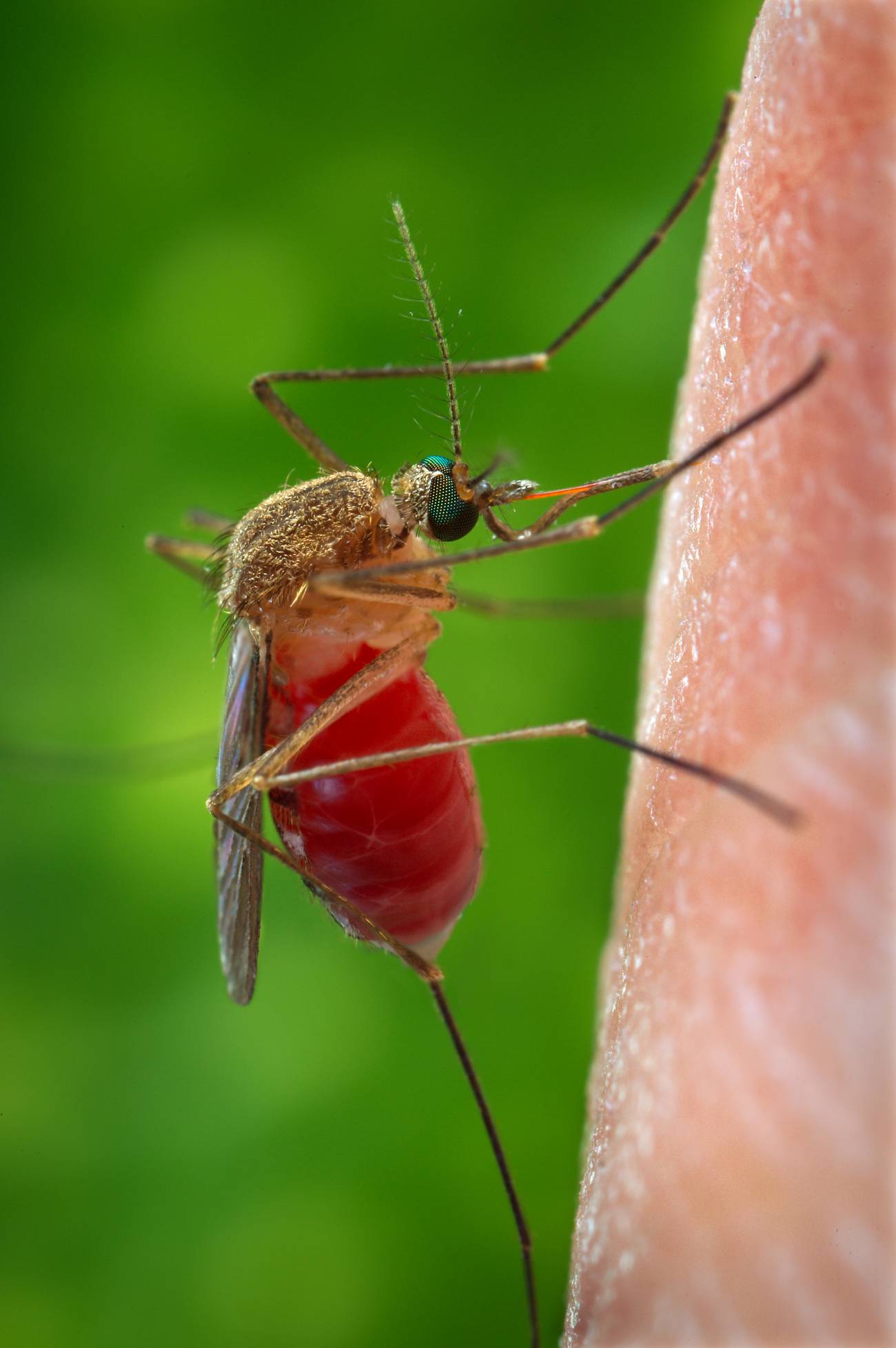 Secuencian el genoma del mosquito que propaga el virus del Nilo Occidental