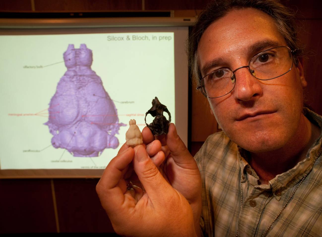 Un cráneo de 54 millones de años revela la evolución temprana de los primates (y II)