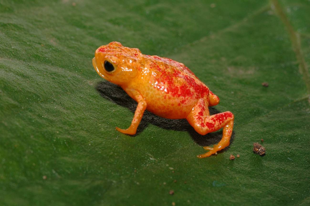 Brachycephalus pitanga, una de las nuevas especies descritas por BIOTA/FAPESP.