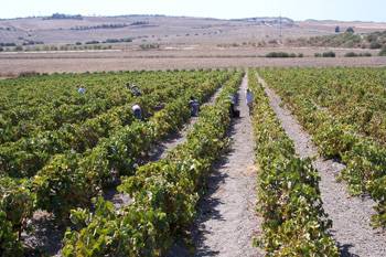 A la búsqueda de nuevas denominaciones de origen para vinos de Iberoamérica