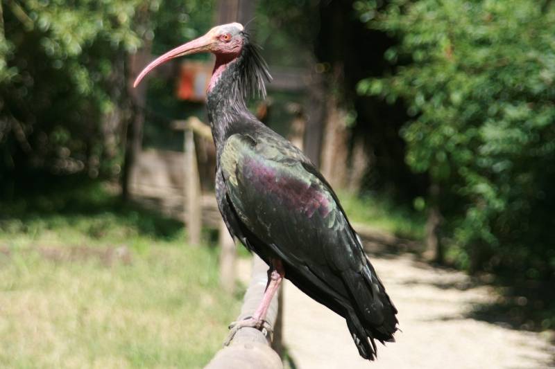 El Ibis Eremita se reproduce en libertad por primera vez en 500 años en Cádiz