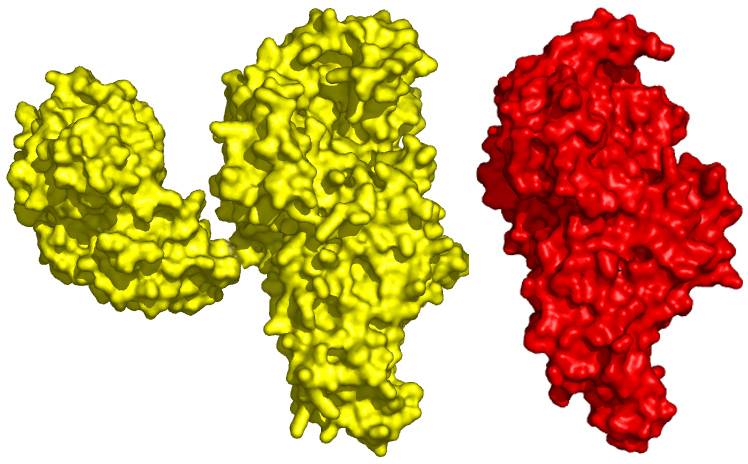Hallan en bacterias un nuevo mecanismo de control para la traducción del código genético 