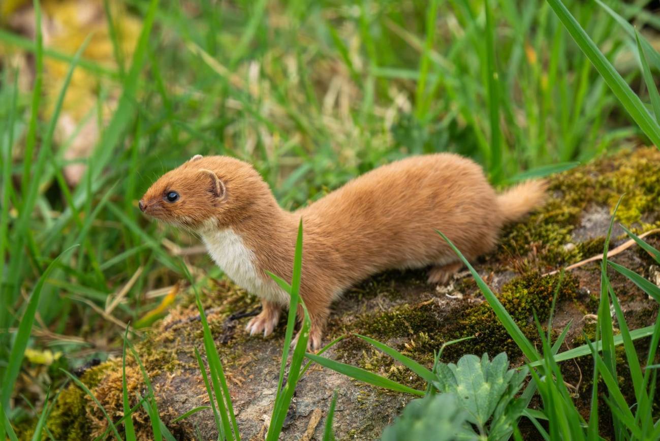 magen de una comadreja actual.