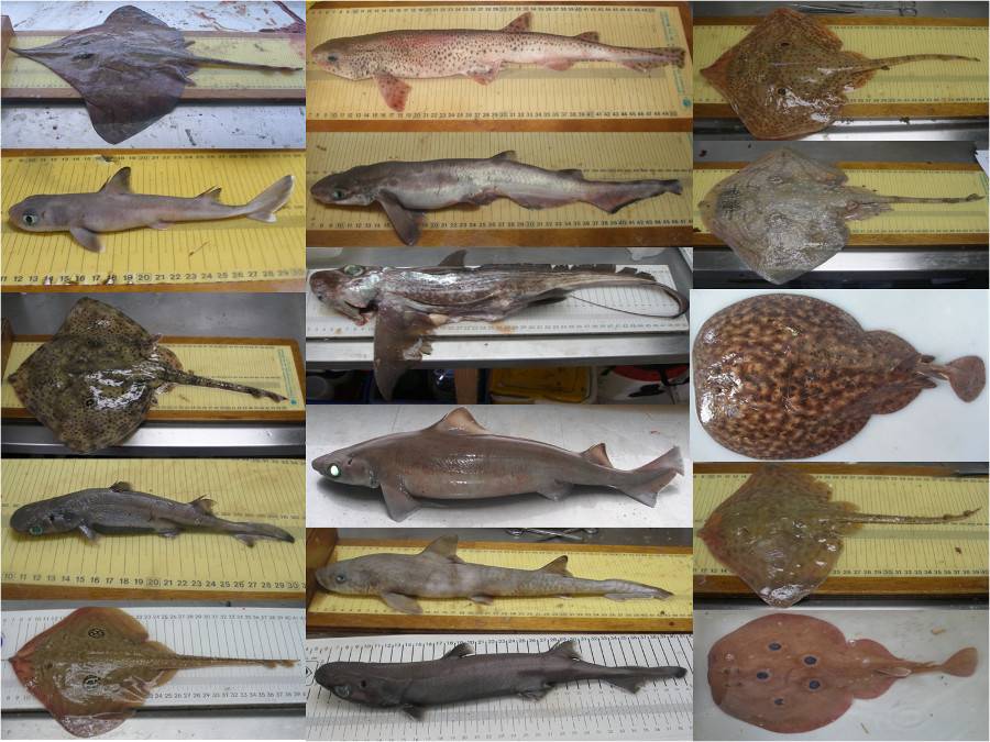 Al menos 25 especies de tiburones y rayas pueblan el Mediterráneo occidental