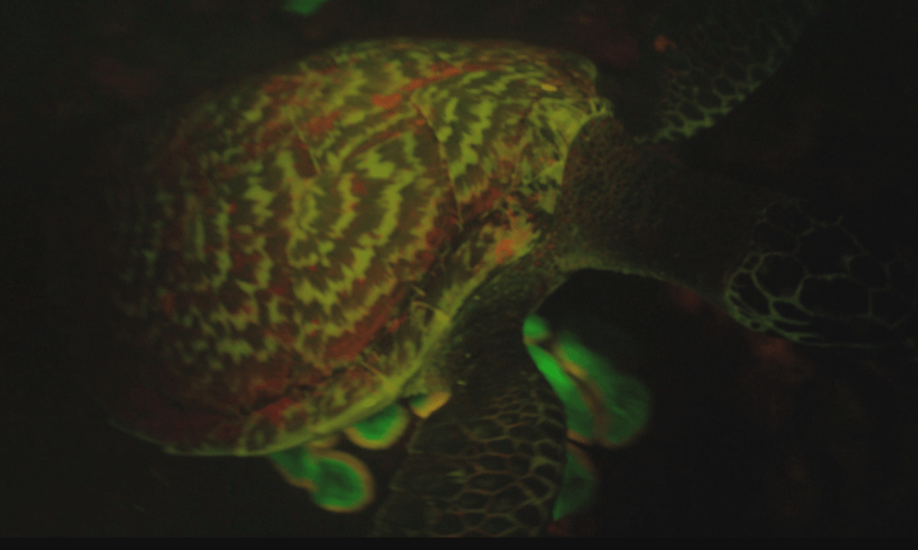 Así brilla la primera tortuga marina fluorescente
