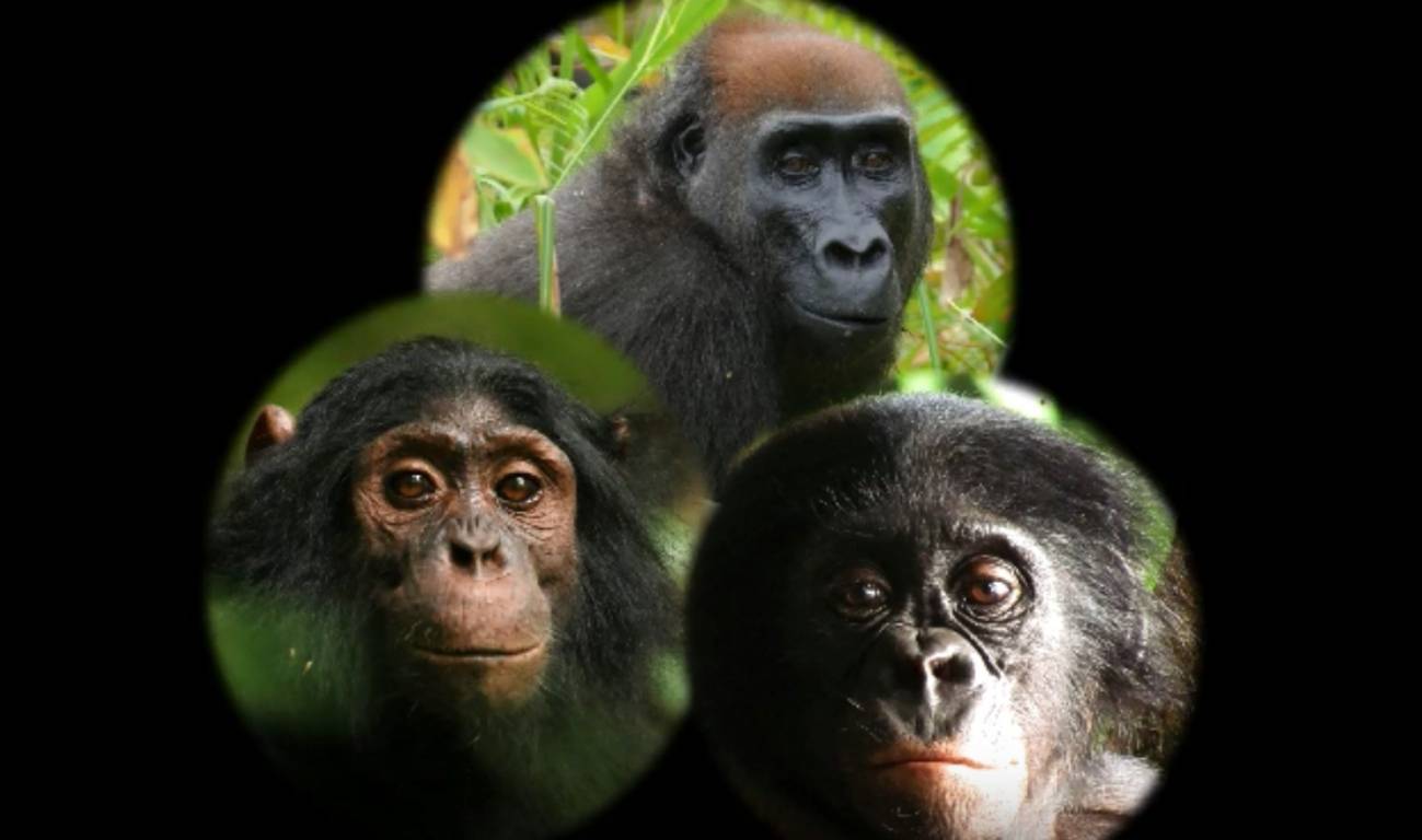 Así reaccionan chimpancés, gorilas y bonobos ante una cámara en el bosque