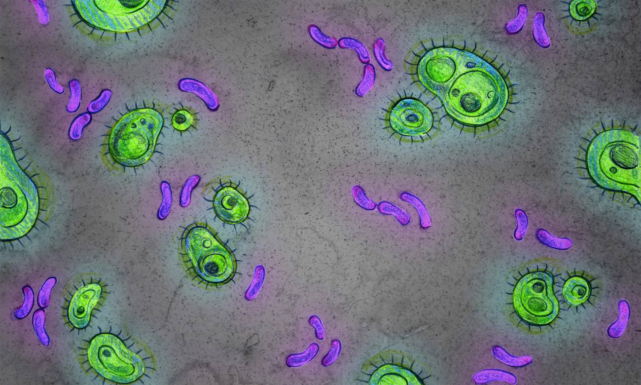 Bacterias intestinales han evolucionado millones de años junto a los homínidos