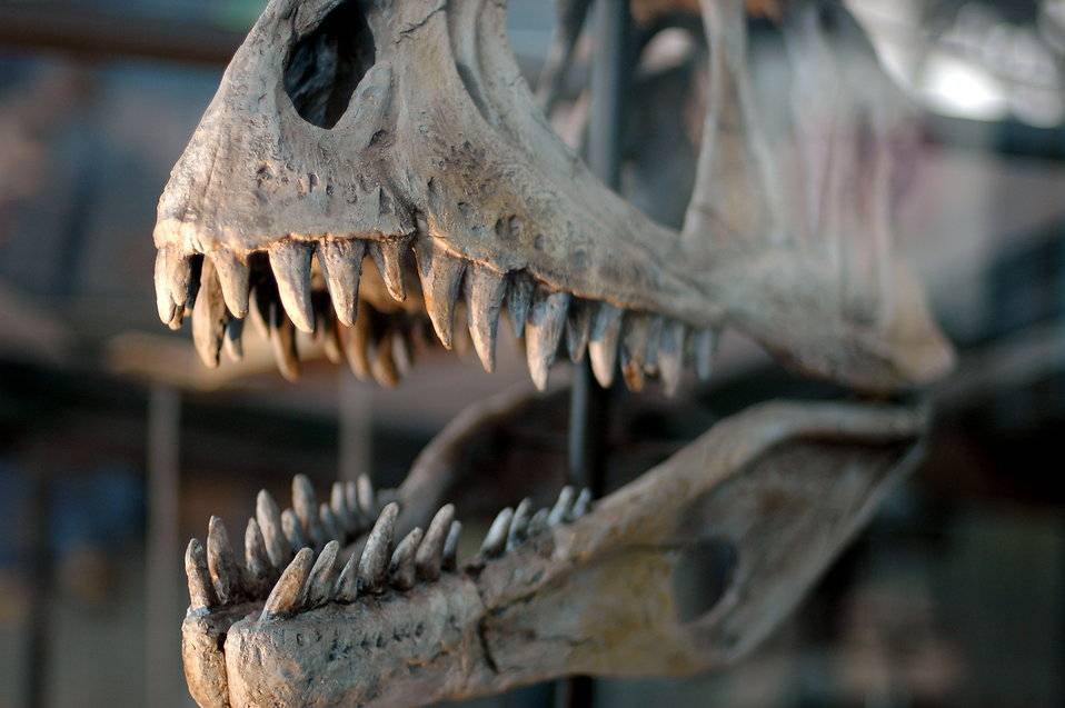 Cada dinosaurio carnívoro tenía sus bocados favoritos