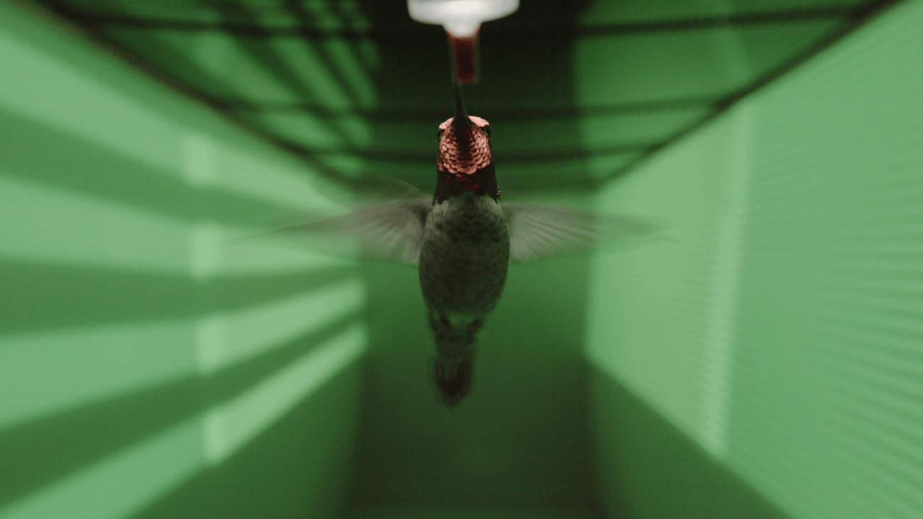 Cómo se guían los colibríes para evitar colisiones a gran velocidad