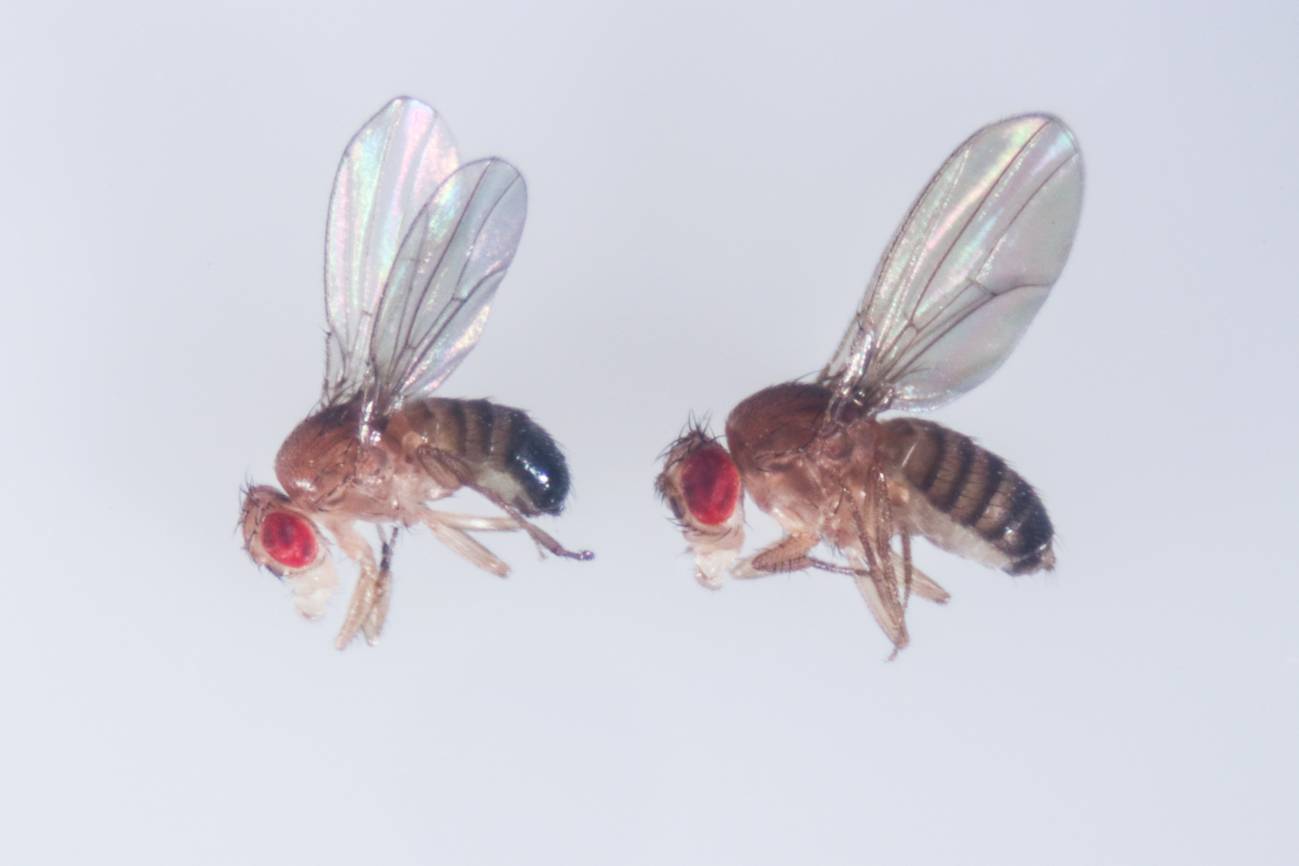 Crean con CRISPR ‘supermoscas’ mutantes que hacen vomitar a cualquiera que las coma