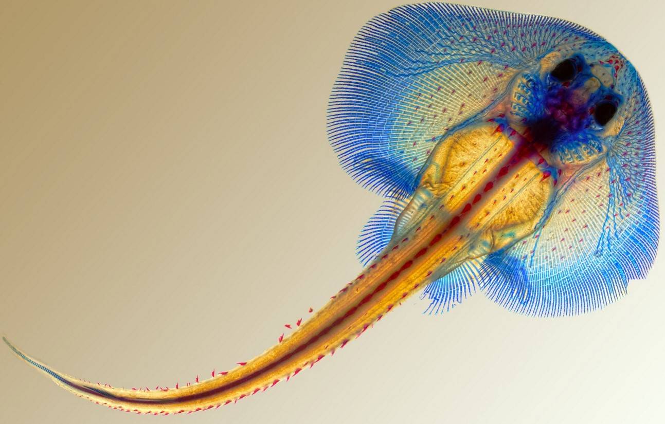Describen cómo evolucionaron las rayas para desarrollar aletas en forma de alas