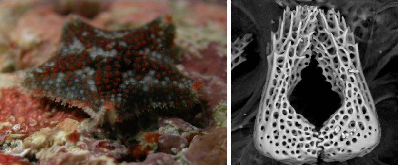 Descubiertas dos nuevas especies de estrellas de mar 