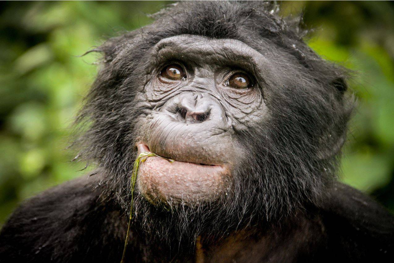 Descubierto un nuevo linaje de chimpancé extinto en el ADN de bonobo