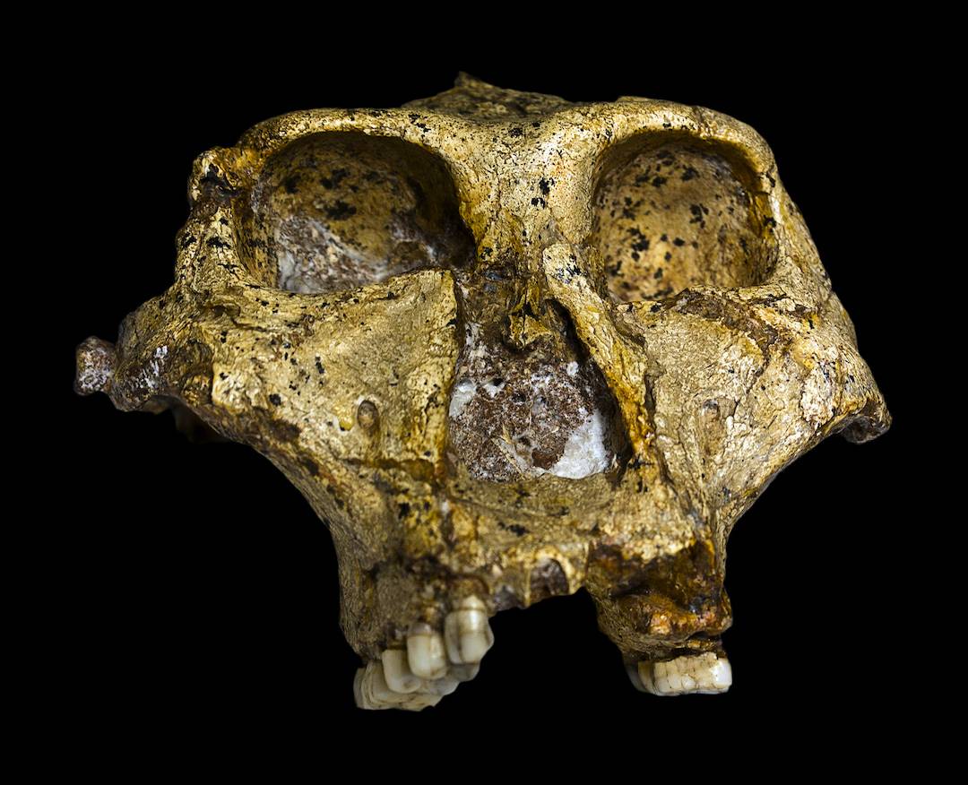 Descubren el sexo y la variación genética de un pariente lejano de los humanos de hace 2 millones de años