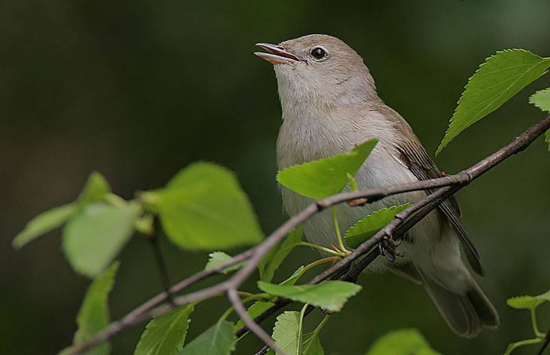 Descubren la hormona que impulsa a continuar el viaje de las aves migratorias