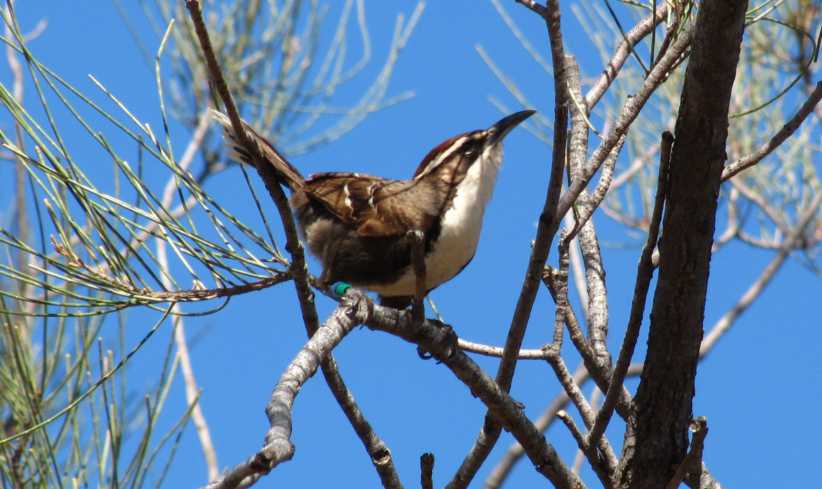 Descubren un elemento del lenguaje humano en el canto de un pájaro