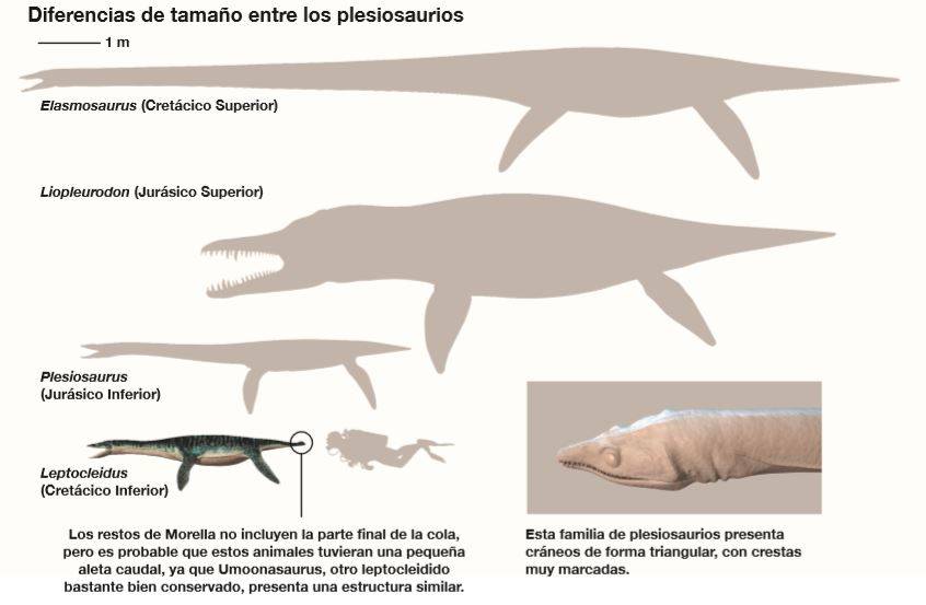 Diferencias de tamaños entre plesiosaurios