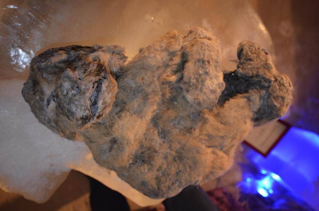 Dos cachorros de león de las cavernas aparecen bajo el hielo de Siberia