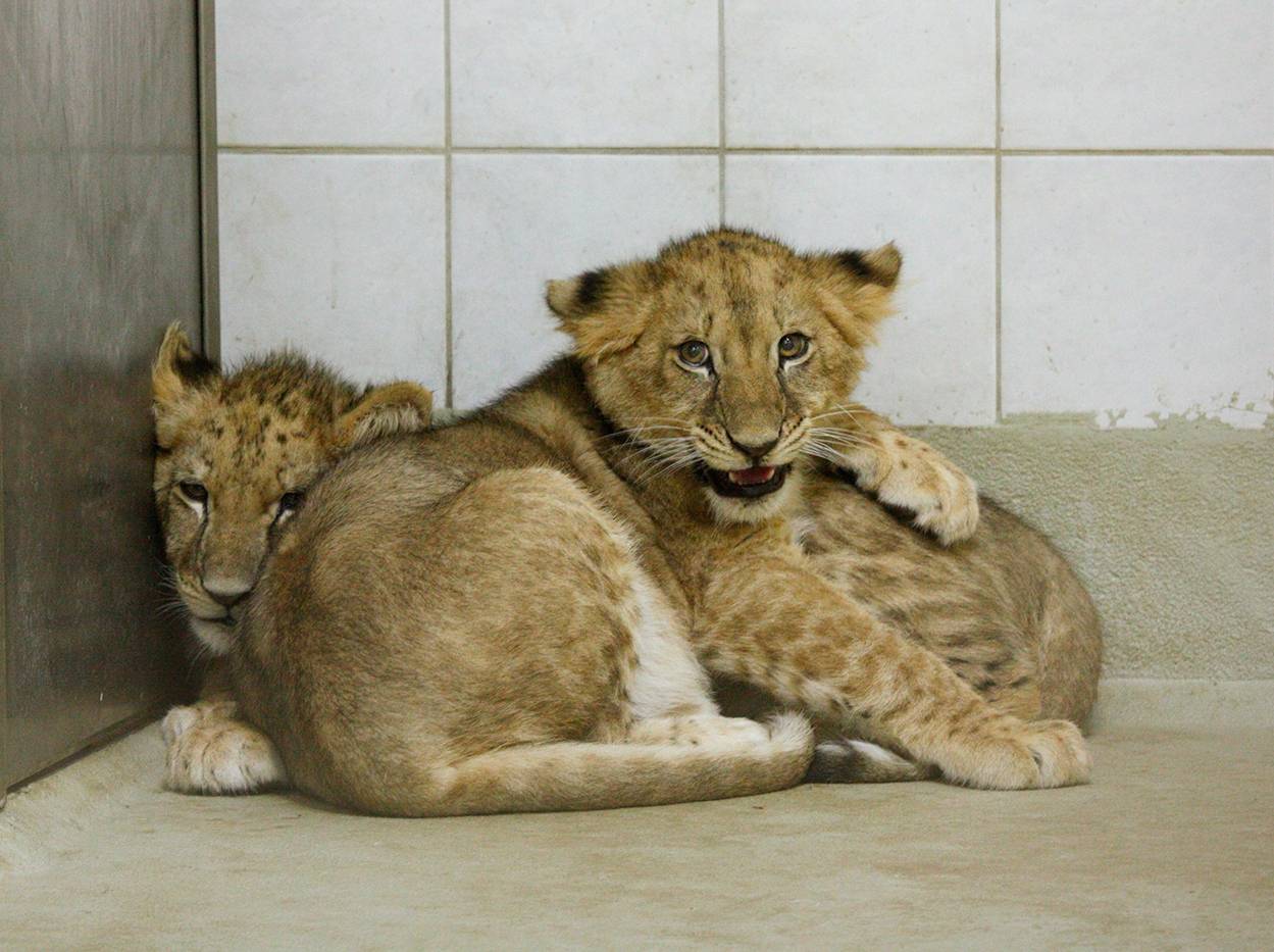 Dos leones víctimas del tráfico ilegal en Alemania se recuperan en Alicante