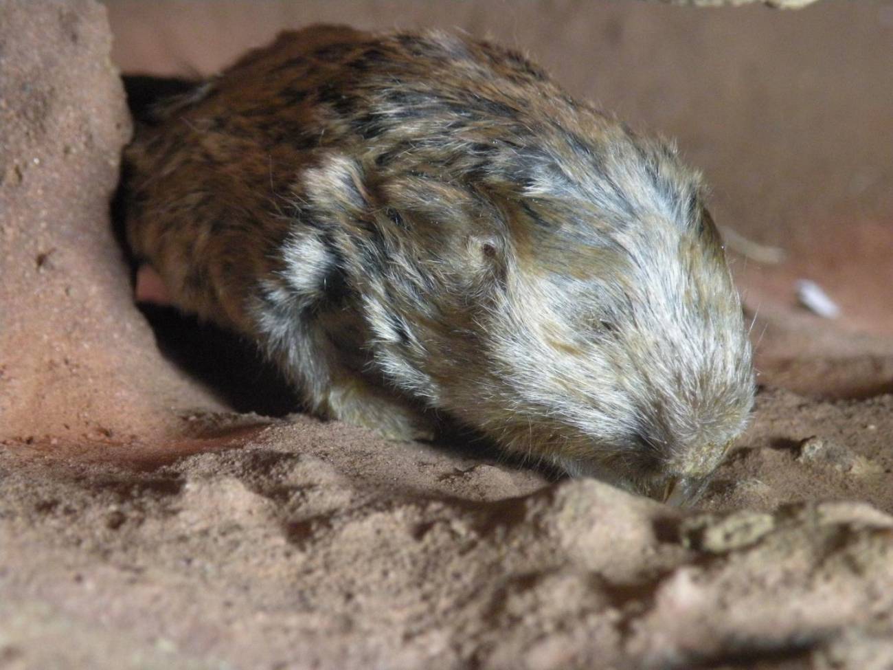Dos nuevas especies se unen a la familia de los ratopines africanos