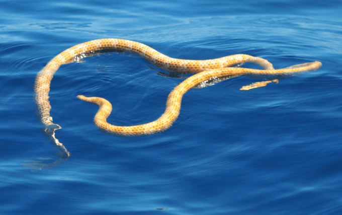 Dos serpientes marinas dadas por extintas vuelven a aparecer en Australia