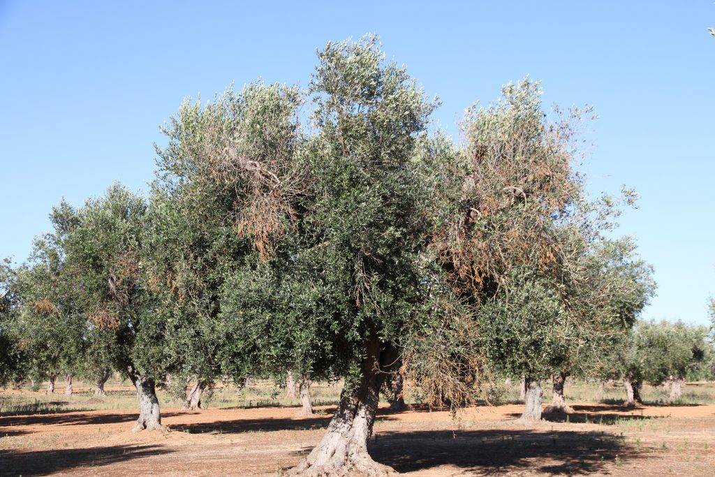 Drones para salvar a los olivos
