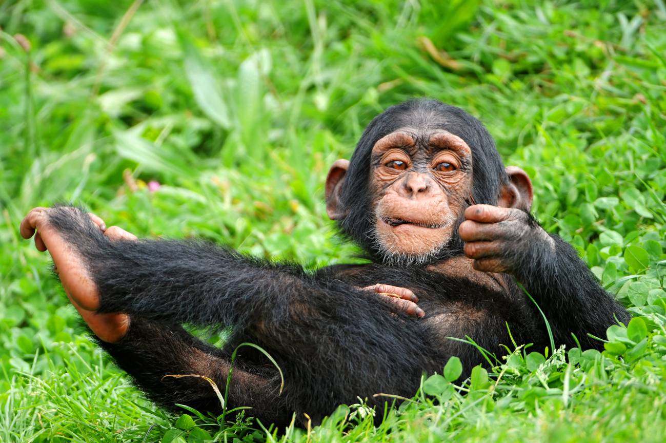 El cerebro es lo que más diferencia a los humanos del resto de primates
