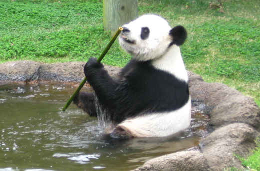 El dolor de estómago frena la vida amorosa de los pandas gigantes 
