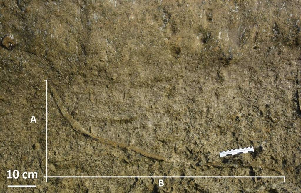 El fondo marino estuvo habitado por gusanos depredadores hasta hace 5,3 millones de años