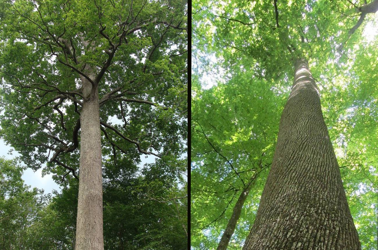El genoma del roble revela el secreto de la longevidad de los árboles