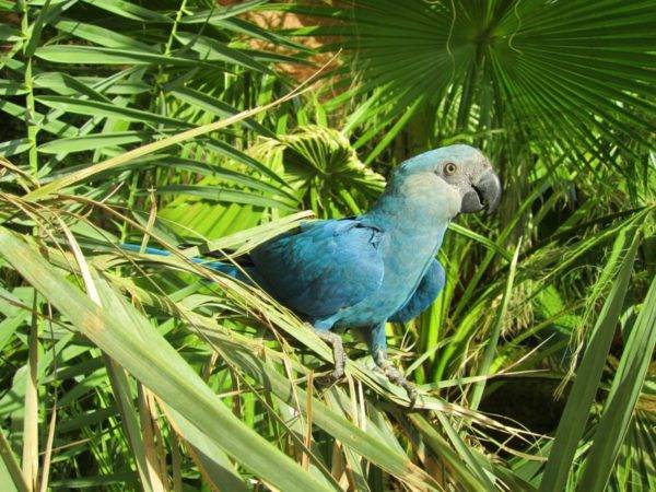 El guacamayo protagonista de ‘Rio’ reaparece en Brasil
