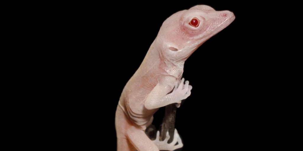 El lagarto albino, primer reptil modificado genéticamente