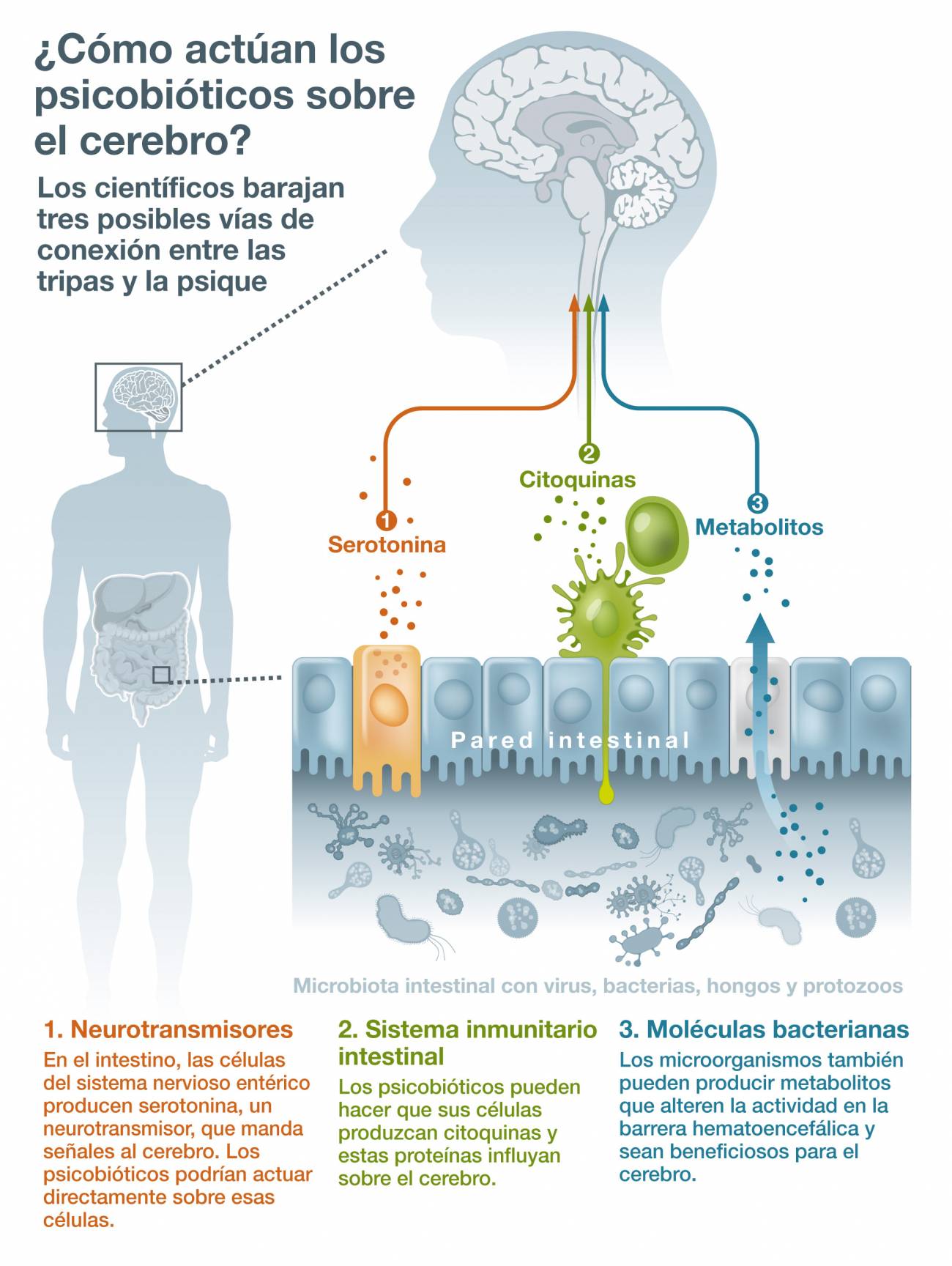 El misterioso camino de las tripas a las emociones