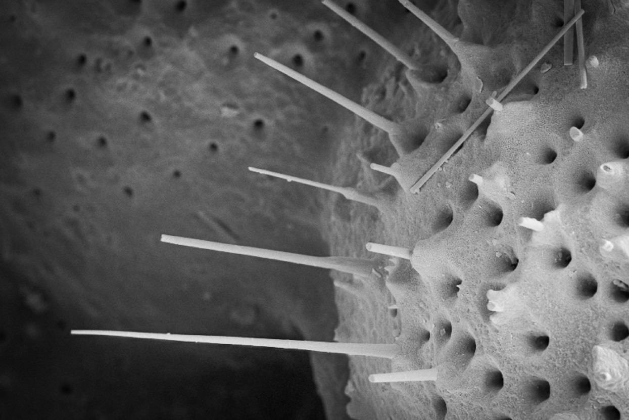 El Pacífico pudo regular el CO2 de la atmósfera durante el último ciclo glacial