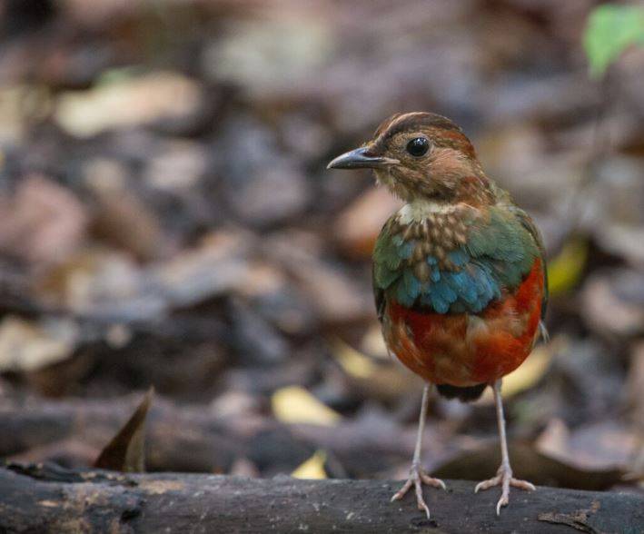 El pájaro que resultó ser doce especies en una