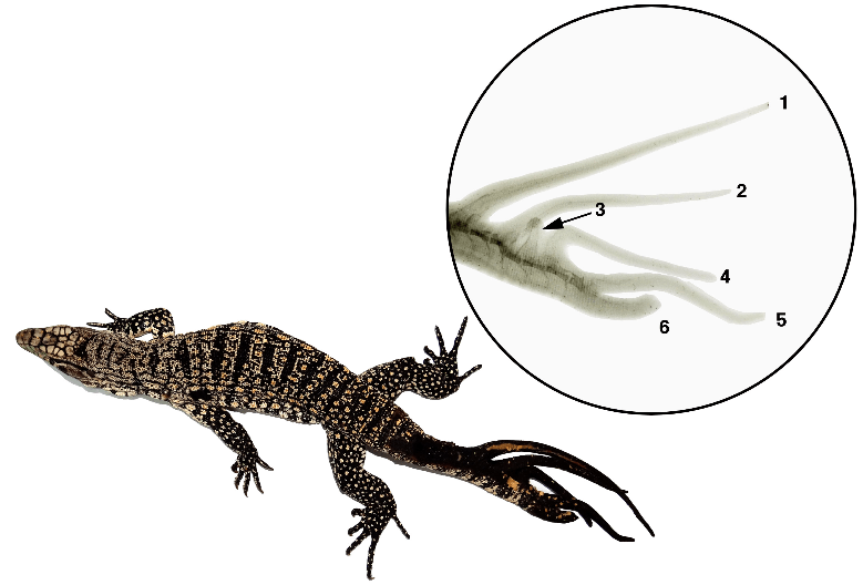 El primer lagarto de seis colas
