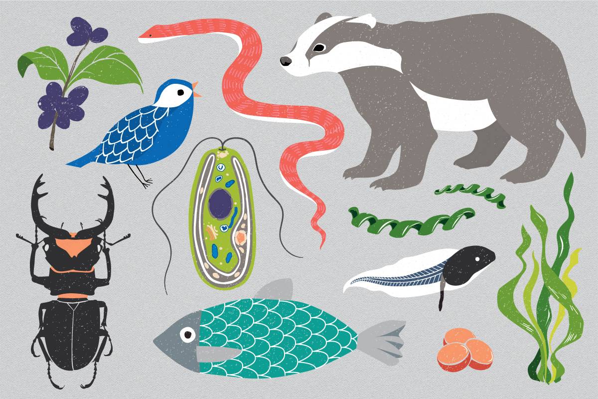 El proyecto para secuenciar el genoma de todas las especies del planeta