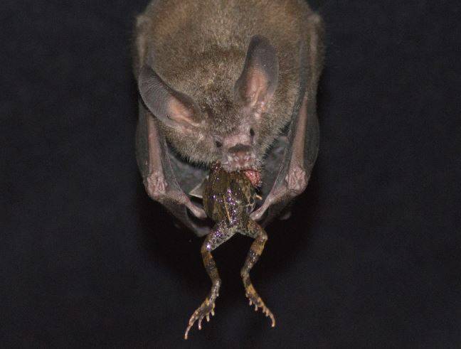El ruido humano obliga a este murciélago a cambiar de táctica para cazar