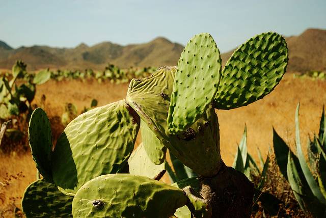 El sur de España se convertirá en un desierto