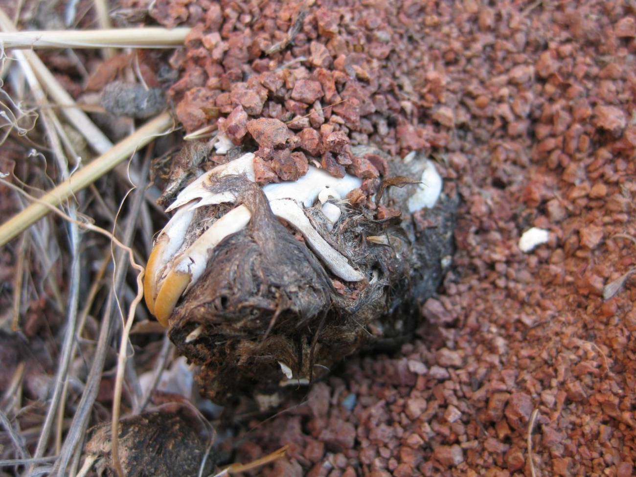 El vómito fosilizado de los búhos registra la pérdida de biodiversidad