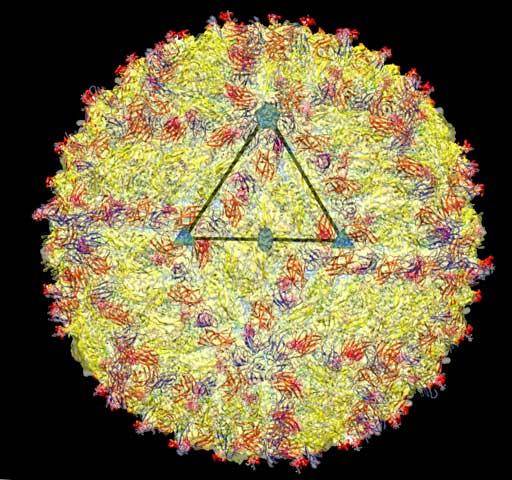 El zika atraviesa la placenta y causa microcefalia en ratones
