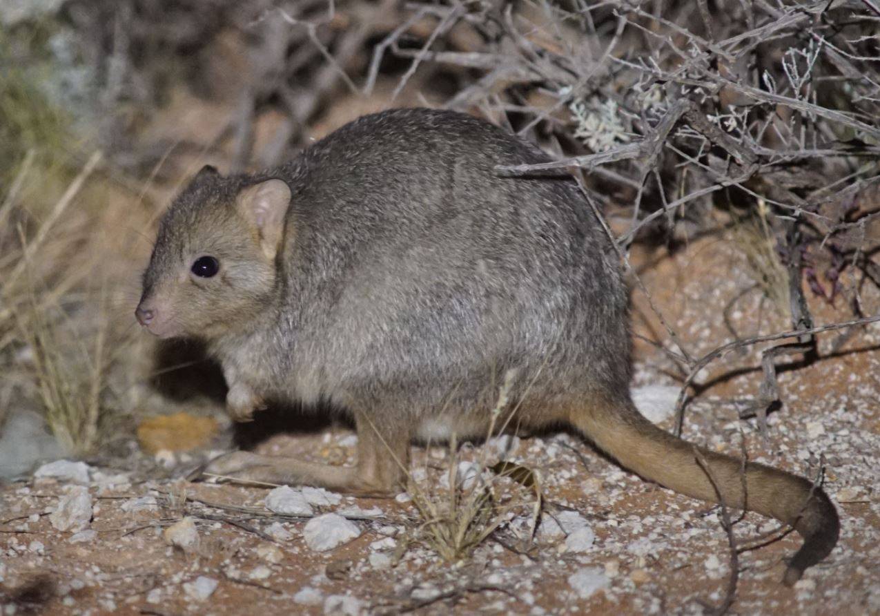 Enseñan a las ratas canguro a huir de sus depredadores 
