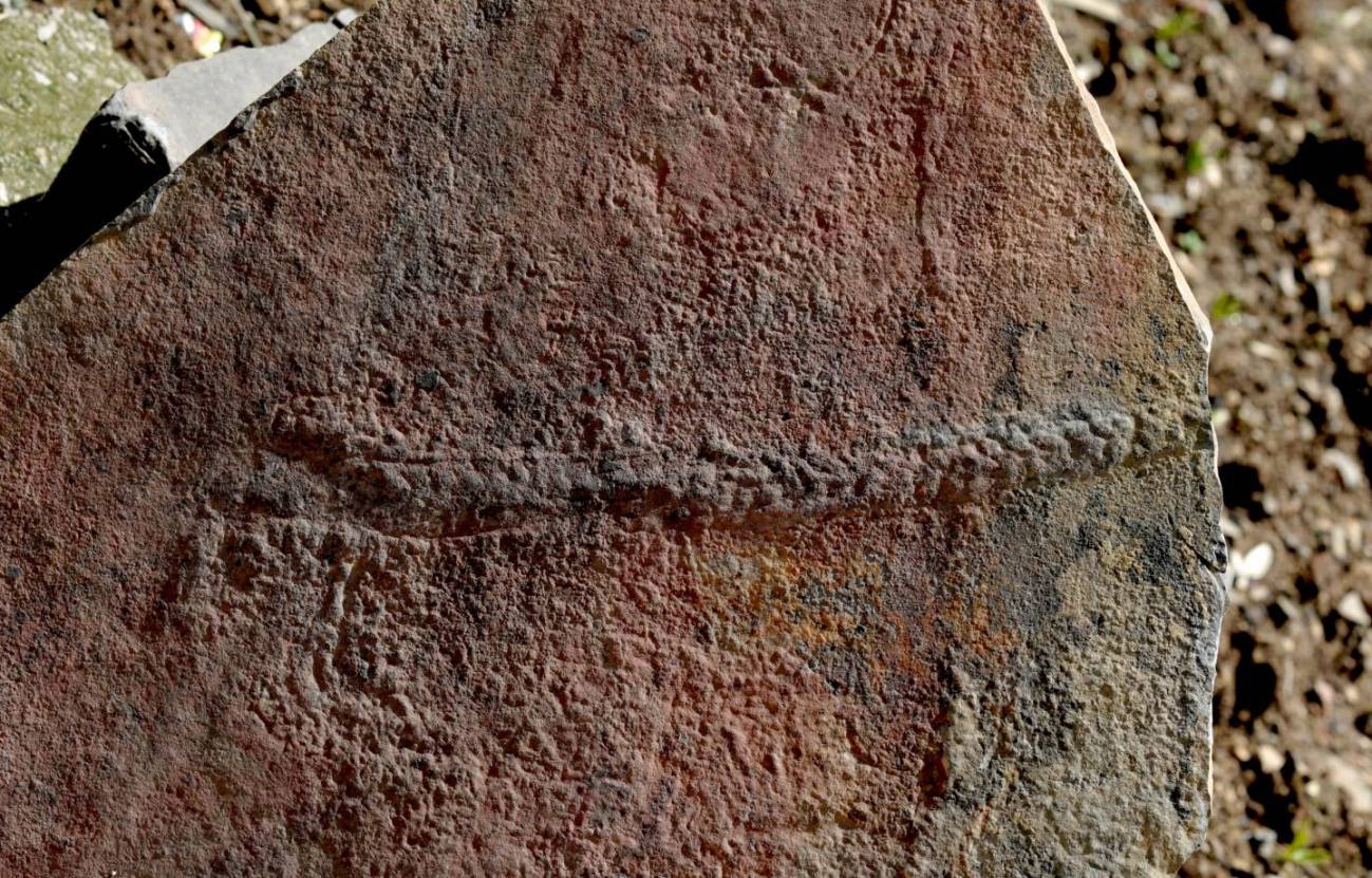 Este es el fósil de un animal que reptaba hace 550 millones de años