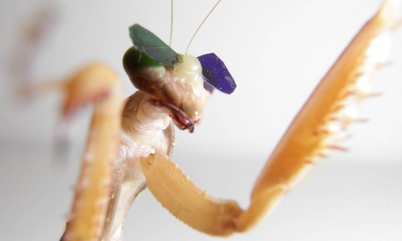 Gafas 3D para mantis religiosas confirman su visión tridimensional