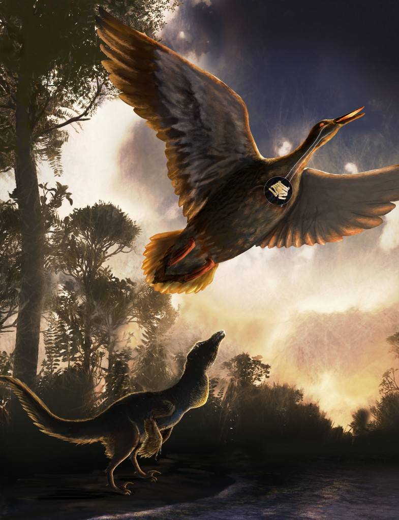 Hallan el fósil más antiguo del aparato fonador de las aves